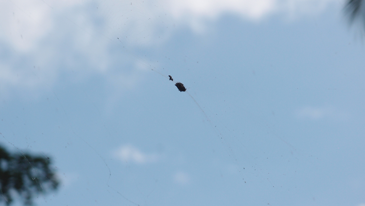 2019-12-24 14 + 16 uhr Spinnennetz (Audio, Video)